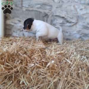 Max, Jack Russell Terrier Puppy